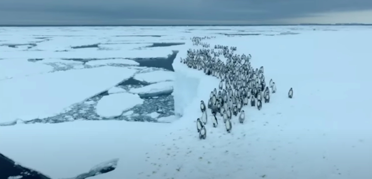 Baby Penguins Dive Off Foot Cliff In Rare Footage From National