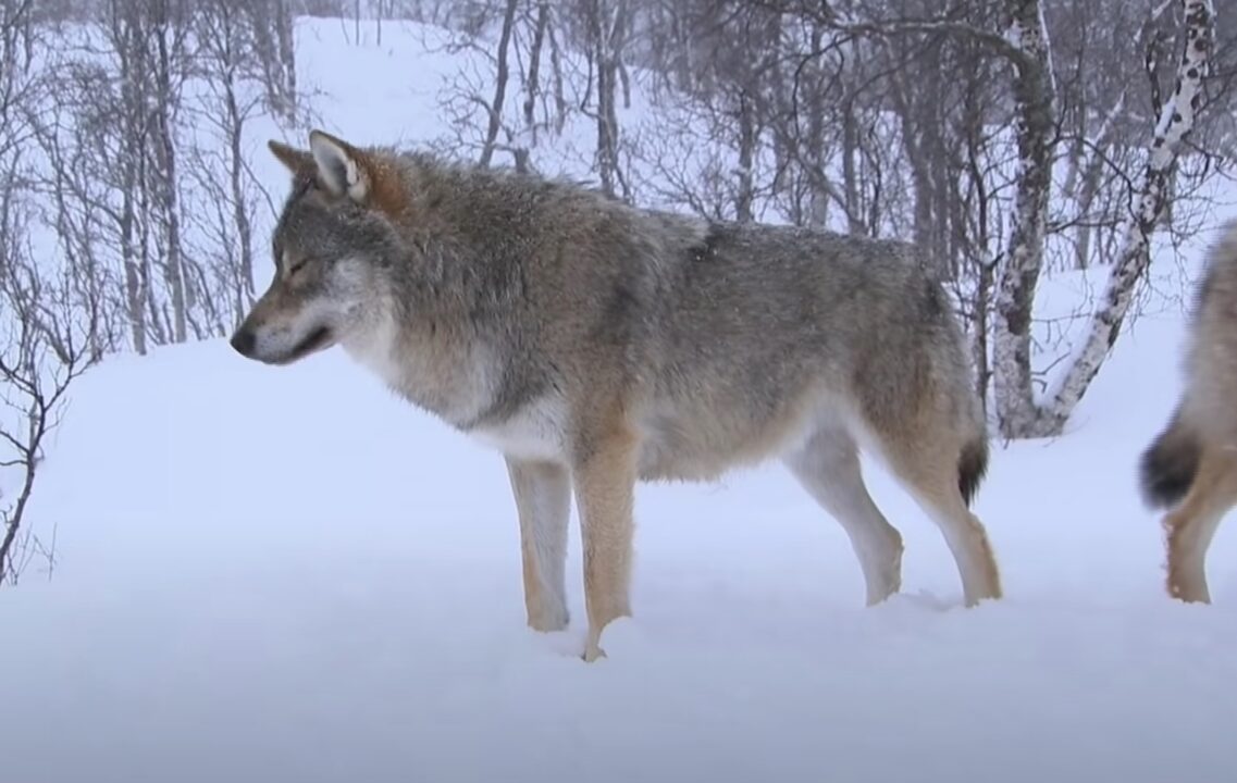 Colorado To Release Gray Wolves: Here’s When, Where And Why – State of