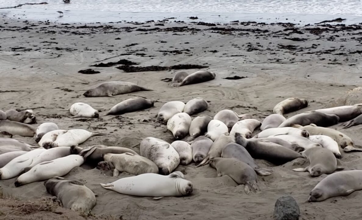 Scientists Identify Mystery Killer of Decapitated Seals Found on ...