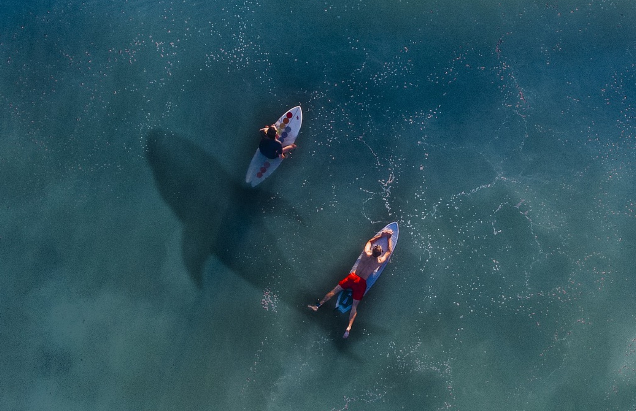 Surfer Dead In Hawaii After Shark Encounter – State Of The Union