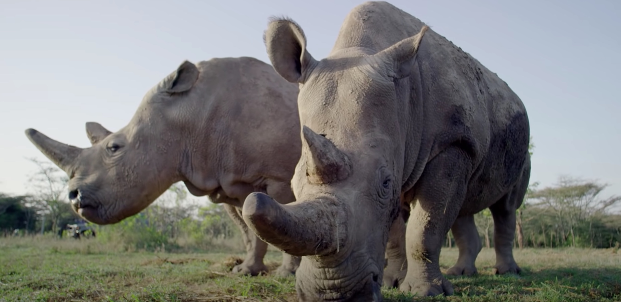 World First IVF Rhino Pregnancy Could Save Northern White Rhinos From ...