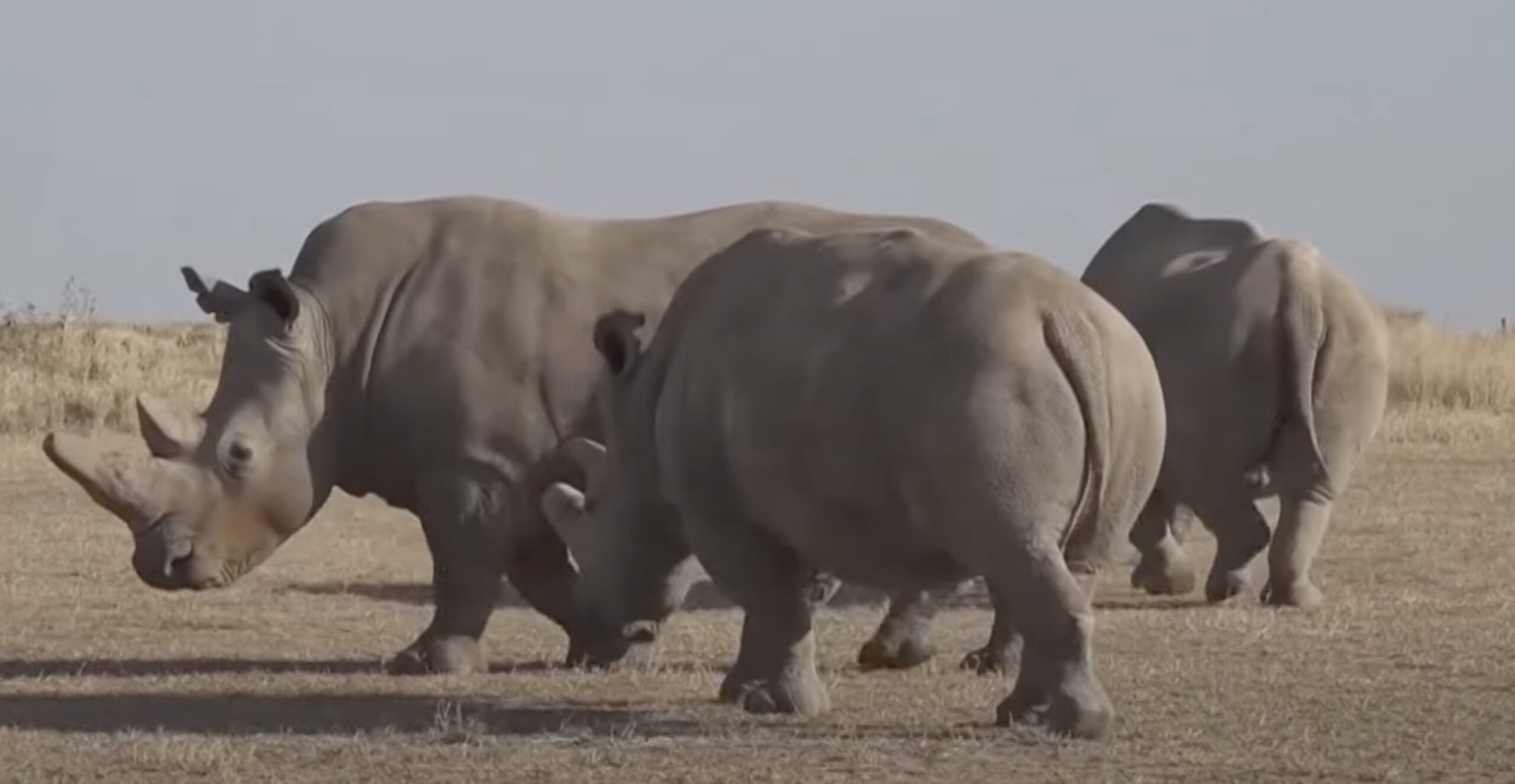 Milestone: First IVF Rhino Pregnancy Holds Hope for Saving Endangered